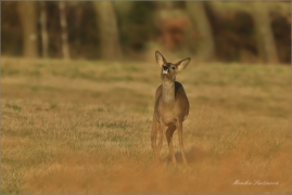 <p>SRNEC OBECNÝ (Capreolus capreolus) Šluknovsko - Valdek --- /European roe deer - Reh/</p>